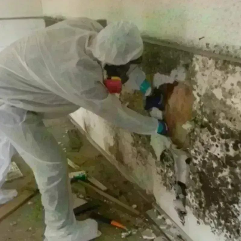 Mold Remediation and Removal in Byhalia, MS